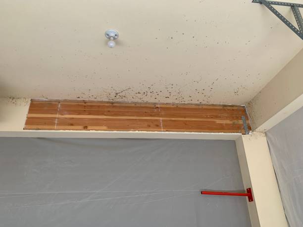 Best Water Damage & Mold Remediation  in Pontiac, IL